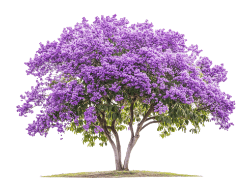 Vibrant purple flowering tree in a lush landscape png