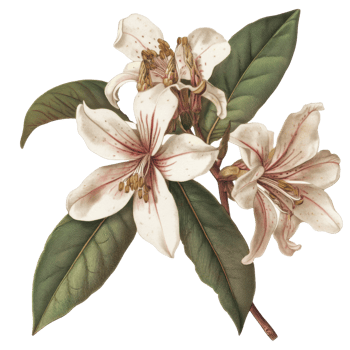 Beautiful white flowers on green leaves in nature png