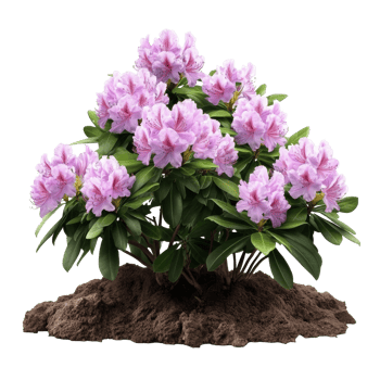 Rhododendron bush blooming in vibrant colors png