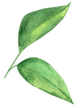 Watercolor lemon green leaves isolated png
