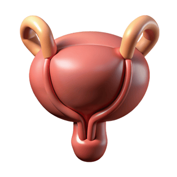 3D Render of Human Reproductive System png