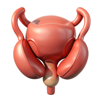 3D Rendered Illustration of Human Organ png
