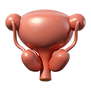 3D Render of Human Urinary System png