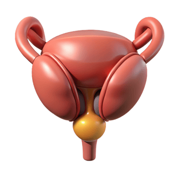 3D Model of Human Reproductive System png