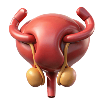 3D Illustration of the Urinary Bladder and Prostate png