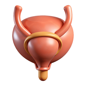 3D Render of Human Bladder png