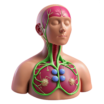 3D Human Body Anatomy Illustration- Lymph Nodes png
