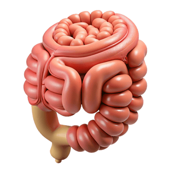 Isometric Rendered Human Organ png