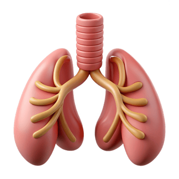 Isometric Rendered Human Lungs Anatomy Illustration png