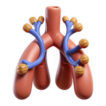 3D Render of the Respiratory System png