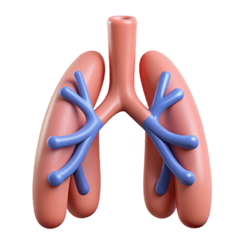 3D Illustration of Lungs with Bronchial Tubes png