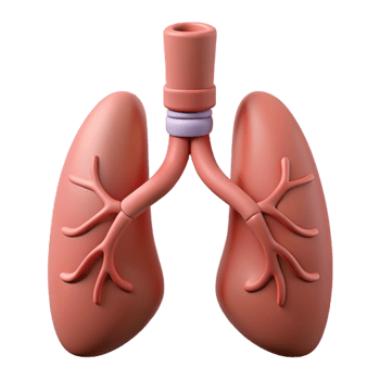 3D Illustration of Human Lungs png