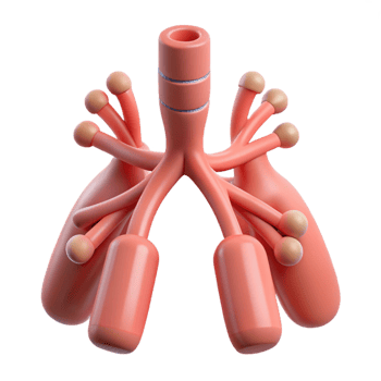 3D Render of Respiratory System png