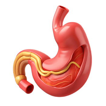 Human Stomach Anatomy Isometric Model png