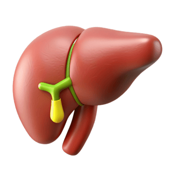Isometric Model of Human Liver png
