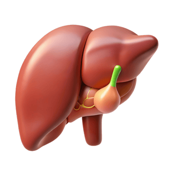 Human Liver Anatomy Illustration png