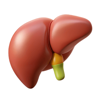 3D Rendered Human Liver Anatomy Illustration png