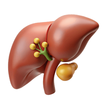 Isometric Liver Anatomy with Gallbladder png