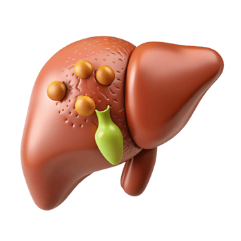 3D Liver Gallbladder Illustration png