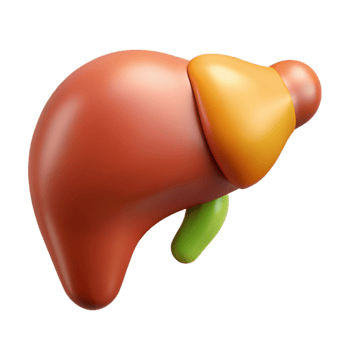 3D Liver Model Anatomy Illustration png