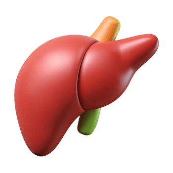 3D Rendered Human Liver Illustration png