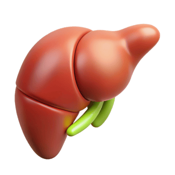 Isometric Render of Human Liver Anatomy png
