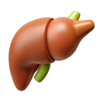 3D Render of Human Liver Organ png