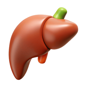 3D Rendered Liver Illustration png