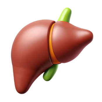 Isometric Liver Anatomy Model png