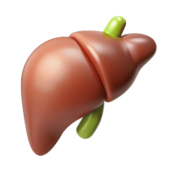 Isometric Render of Human Liver Organ png