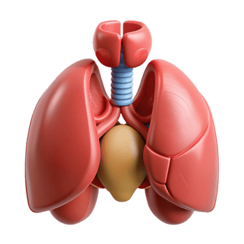 3D Model Lungs Anatomy Illustration png