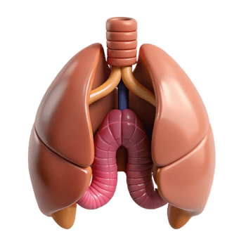 3D Render of Human Lungs and Trachea png