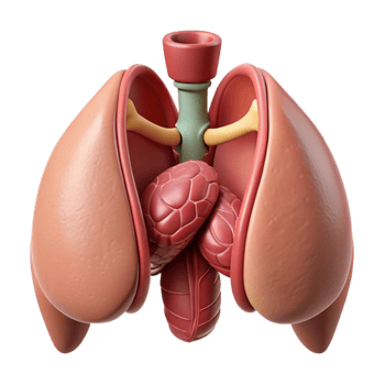 3D Render of Human Lungs and Bronchi png