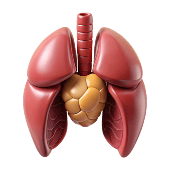 3D Render of Human Lungs and Heart png