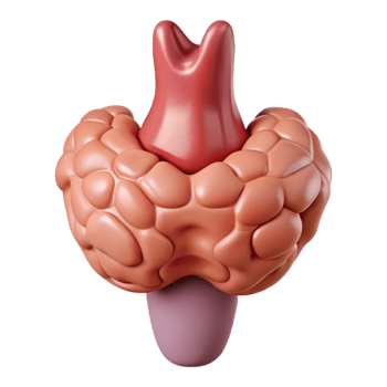 3D Render of the Thyroid Gland png