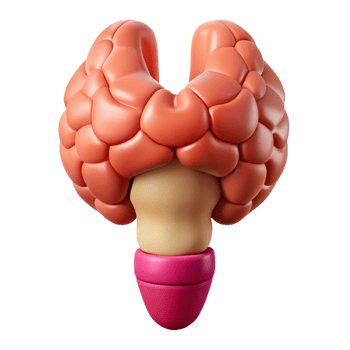 3D Rendered Illustration of a Thyroid Gland png