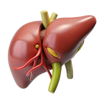 3D Liver Organ Illustration png
