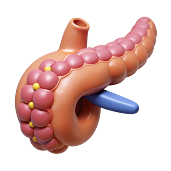Isometric Render of Pancreas Organ png