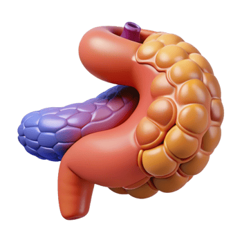 3D Illustration of Human Pancreas and Duodenum png