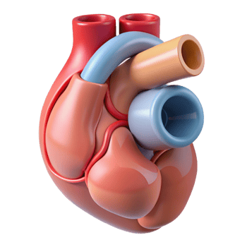 Isometric Model of a Human Heart png