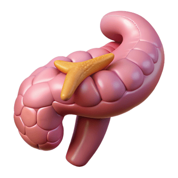 Isometric Model of Human Pancreas png