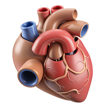 Isometric Human Heart Anatomy Illustration png