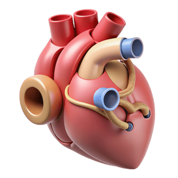 Isometric Rendered Anatomical Heart png