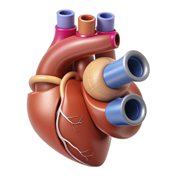 Stylized 3D Human Heart Illustration png