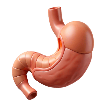 Isometric Human Stomach Anatomy Illustration png