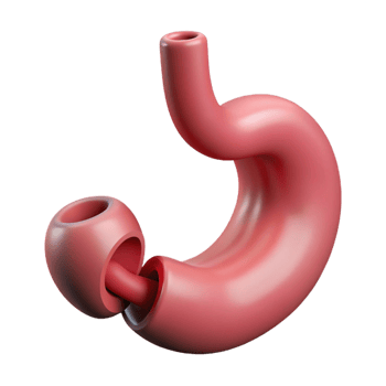 3D Illustration of a Human Stomach png