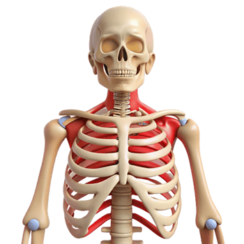 Human Rib Cage and Shoulder Anatomy png