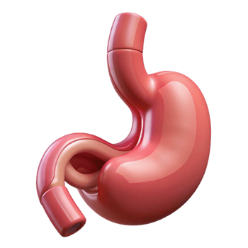 3D Render of a Stomach png