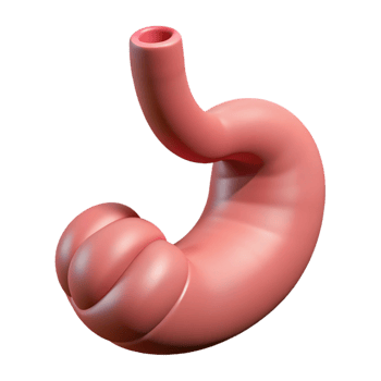 Isometric Render of a Human Stomach png