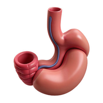 3D Illustration of a Stomach and Intestines png